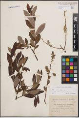 Foto von Salix cinerea subsp. atrocinerea (Brot.) Guinier